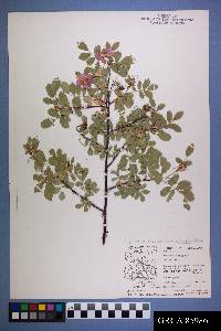 Rosa woodsii subsp. arizonica image